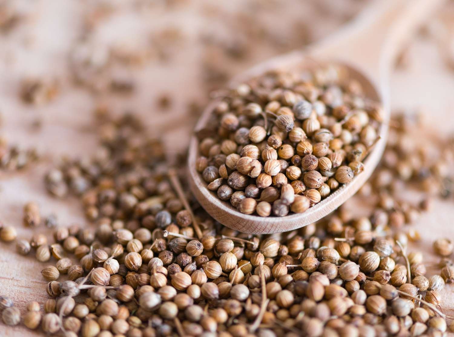 Coriander